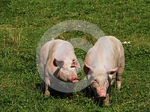 Two pigs on a mountain pasture in summer