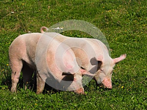 Two pigs on a mountain pasture in summer