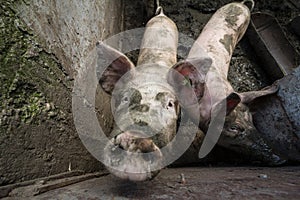 Two pigs in a mud, in a farm courtyard, curious and smelling the camera with their noses called pig snouts