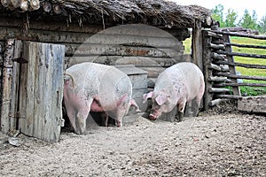 Two pigs outside a rustic barn rooting on the ground