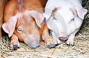 Two pigs, pig, piglets