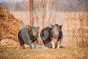 Two Pigs Posing In Farm Yard. Pig Farming Is Raising And Breeding