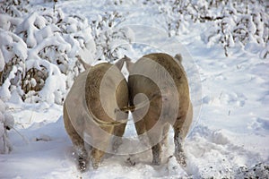 Two pigs in the rear view. Pigs running in the snow and waving their tails rear view.