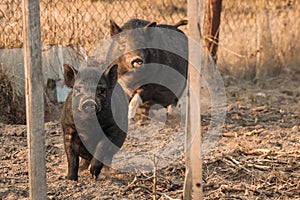 Two Pigs Running In Farm Yard. Pig Farming Is Raising And Breeding