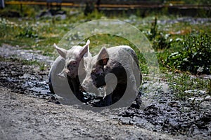 Two pigs sitting in the mud in the village.