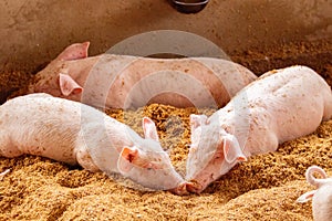 Two pigs sleep on the golden husk. In an organic farm