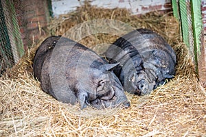 Two pigs sleep on hay