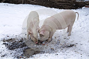 Two pigs among snow and mud