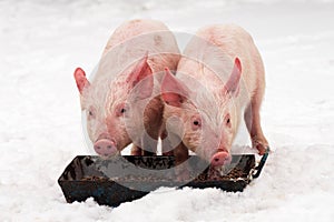 Two pigs on snow