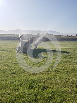 Two Pigs standing in a sprinkler getting water