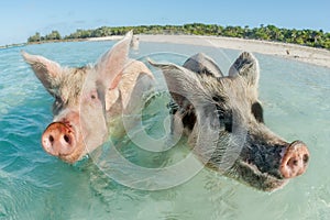 Two pigs swimming in the Bahamas