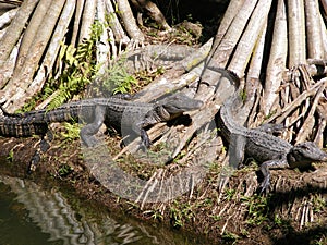 Two pike alligators (Alligator mississippiensis) standing in a tranquil lake