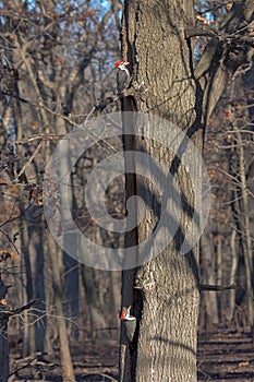 Two pileated woodpeckers peck in a tree photo