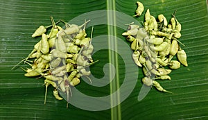 Two piles of fresh green chilies on a banana leaf