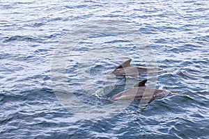 Two pilot whales (Globicephala melas) swim in harmony, their sleek dorsal fins cutting through the textured