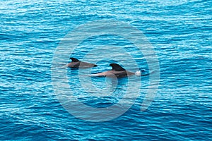 Two pilot whales in ocean looking like dolphins - whale watching