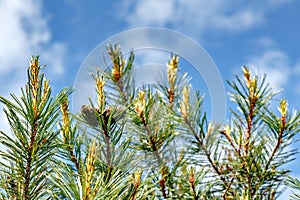 Two pine cedar cone on a green tree on a sunny day with blue sky with few other brunches