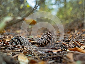 Two pine cone in autumn foliage in the forest with a beautiful blurred background