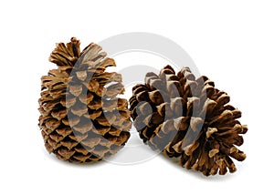 Two pine cone dry on white background