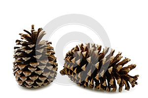 Two pine cone dry on white background