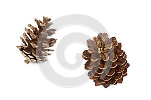 Two pine cone isolated white background