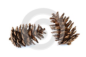 Two pine cone isolated white background