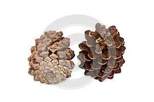 Two pine cone isolated white background