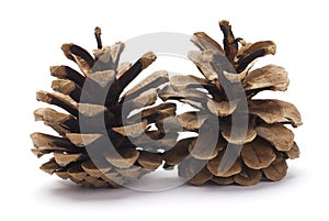 Two Pine cones