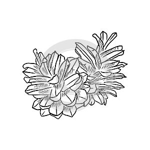 Two pine cones in black isolated on white background. Hand drawn vector sketch illustration in vintage doodle outline engraved