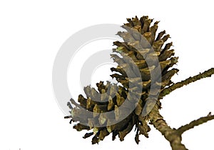 Two Pine cones on branch isolated