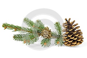 Two pine cones with branch isolated on white background