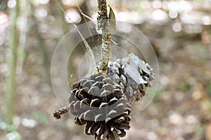 Two pine cones covered in spider webs