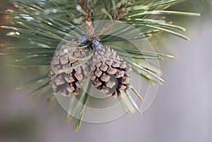 Two Pine Cones On Branch