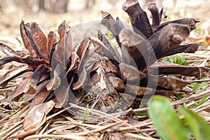 Two pine cones are lying on the ground. Close-up shooting. Spring awakening