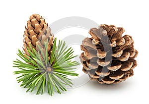 Two pine cones and needles