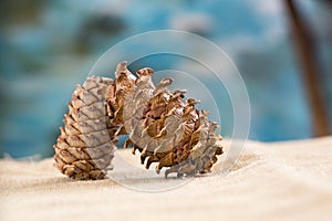 Two pine cones on sacking