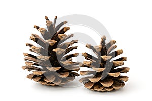 Two pine cones on a white