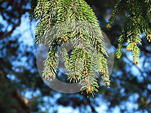 Two Pine Tree Branches in Green Forest. Pine needles. Coniferous tree. 