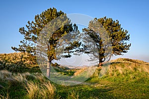 Two Pine Trees in Bamburgh Sand Dunes