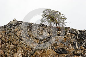 Two pine trees on a cliff