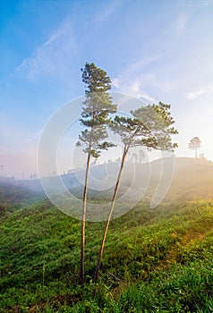 Two pine trees growing on a grassy hill in a beautiful morning photo