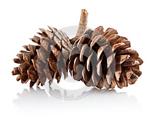 Two pinecones on branch