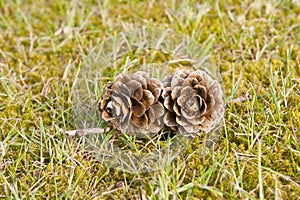 Two pinecones in grass