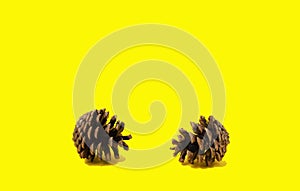 Two pinecones on a yellow background