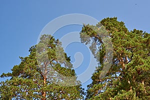 Two pines against the sky