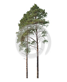 Two pines isolated on white background, cut out trees