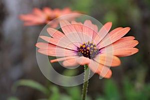 Two pink african daisy flowers in the garden