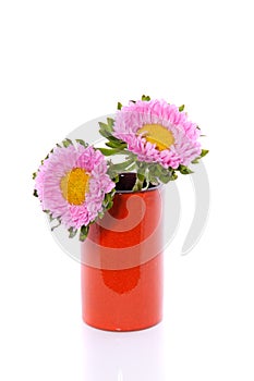 Two pink Anjer daisies