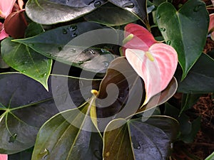 Two pink Anthurium flowers in the middle of leaves. Dos flores Anturianas rosadas en el medio de hojas