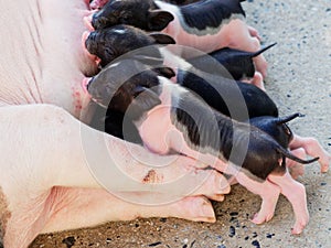 Two pink and black newborn pig suck up milk from mother pig in the farm